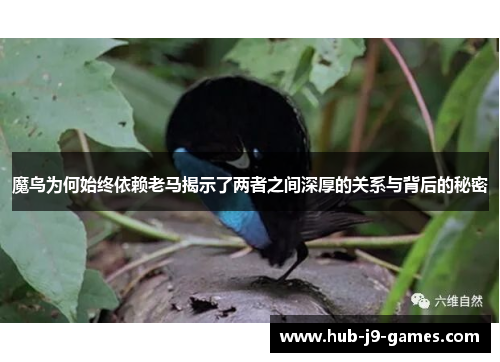 魔鸟为何始终依赖老马揭示了两者之间深厚的关系与背后的秘密